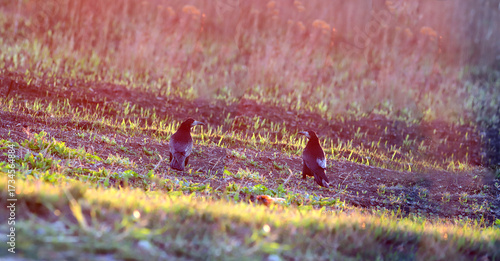 Two black crows bathe in the morning sunlight...