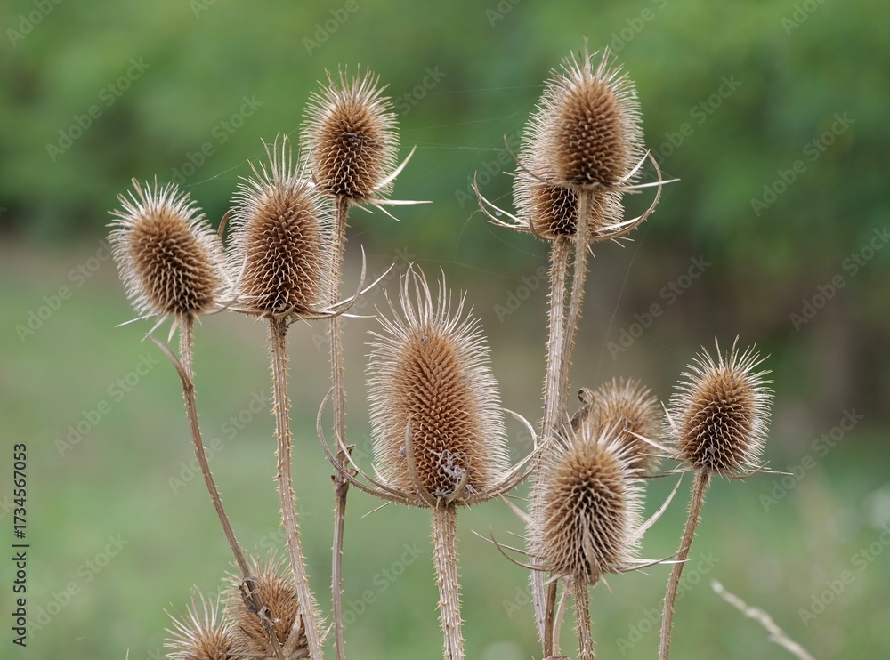 Obraz premium Brown dried thistle heads with sharp spines photographed against a natural blurred background.