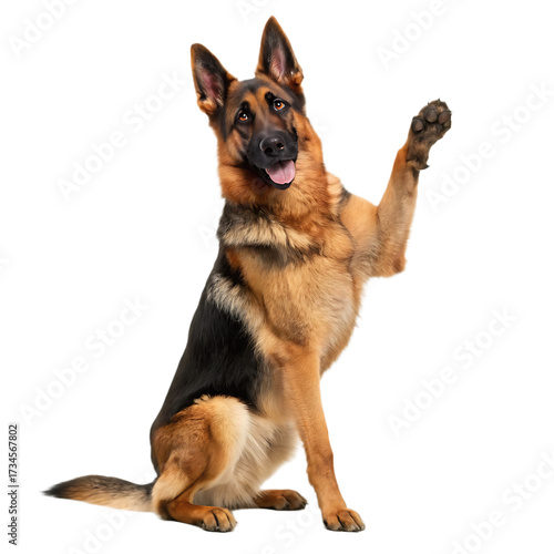 A german shepherd sitting with its paw raised against a black background looking friendly and happy dog