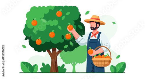 Illustration of a farmer harvesting fresh oranges from an orange tree on the farm