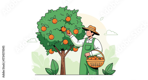 Illustration of a farmer harvesting fresh oranges from an orange tree with care