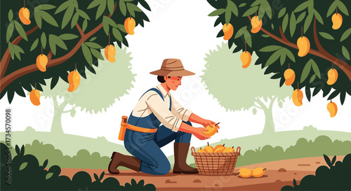 Illustration of a Farmer Harvesting Mangoes in a Lush Orchard During Harvest Season