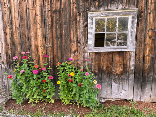 Quadro su tela Old Barn