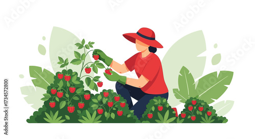 Illustration of a woman harvesting ripe raspberries in her garden with lush greenery and natural