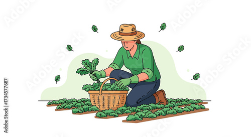 Woman harvesting fresh organic kale in a farm field with wicker basket illustration