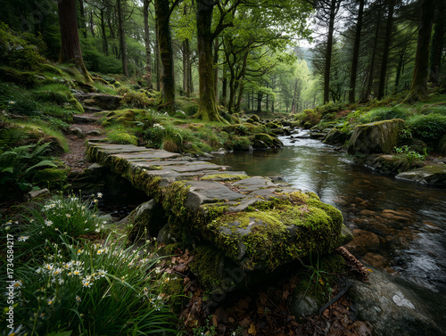 stream in the forest