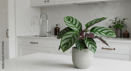 Air-Purifying Indoor Plant Calathea Peacock in Modern Kitchen - Enhance Your Home's Atmosphere