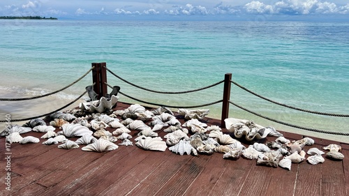 Muscheln am Strand der Banyak-Inseln, Sumatra