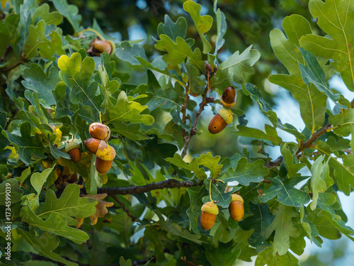 Zu sehen ist eine Nahaufnahme eines Astes der Stieleiche (Quercus robur), an dem braune und gelbe Eicheln hängen.