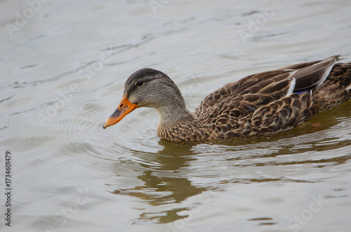 Mallard