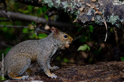 squirrel eating nut
