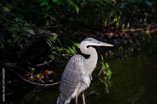great blue heron being illuminated by the sun