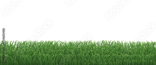 Green Grass Border Isolated White Background