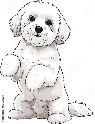 Coton de Tulear dog playful begging pose cute vector illustration