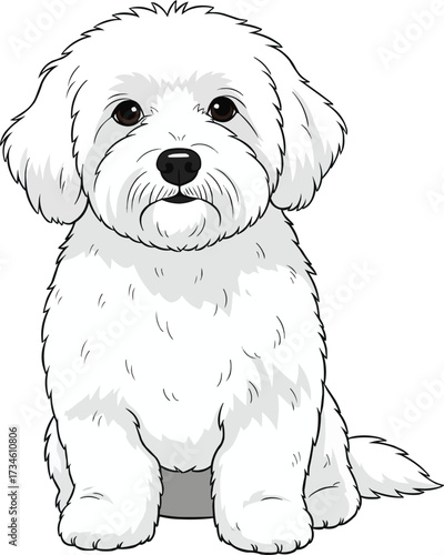 Coton de Tulear dog sitting facing front cute vector illustration