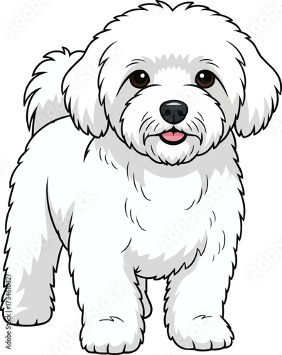 Coton de Tulear dog standing front view vector illustration