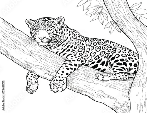 A detailed black and white illustration of a jaguar resting comfortably on a tree branch, showcasing its spotted coat and relaxed posture.