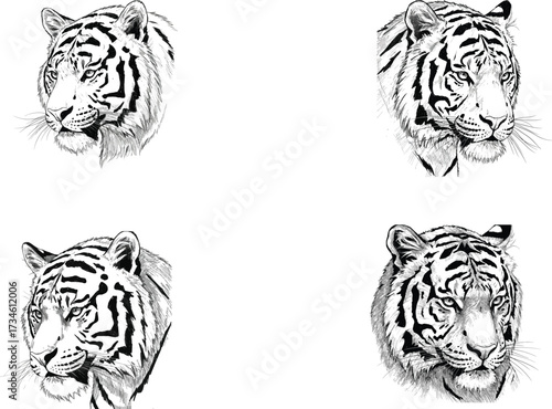 A set of four detailed, hand-drawn black and white ink sketch illustrations of tiger heads on a plain background.