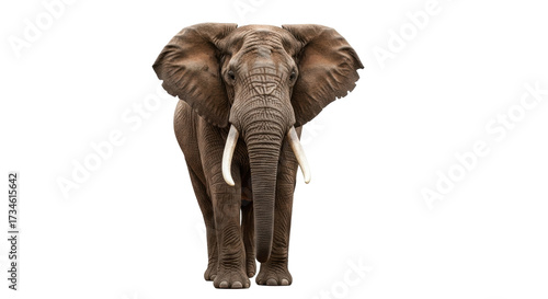 Tableau sur toile Isolated, African elephant, Loxodonta, tusked, full body shot, facing forward, w