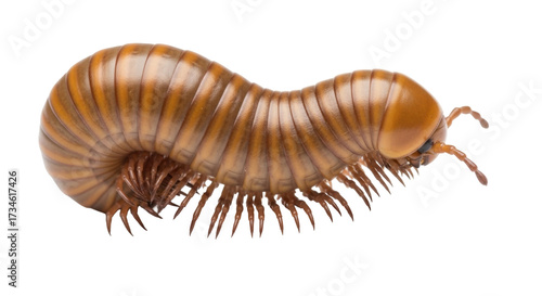 Isolated Centipede in a Curled Position, an Insect with Many Legs, on a Light Surface