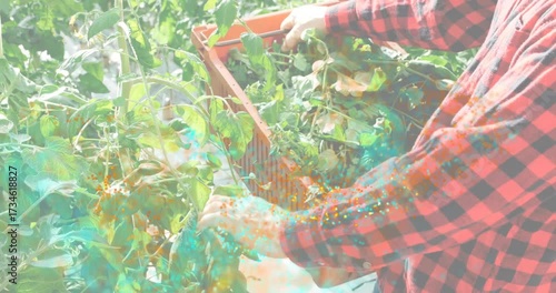 Gardener positioning crate by greenhouse tomato vines and harvesting stems as animated count rises