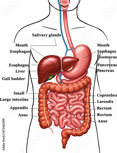 Human digestive system anatomy illustration, labeled internal organs diagram, educational medical vector chart, stomach, intestines, pancreas, liver, gall bladder, appendix, rectum, anus