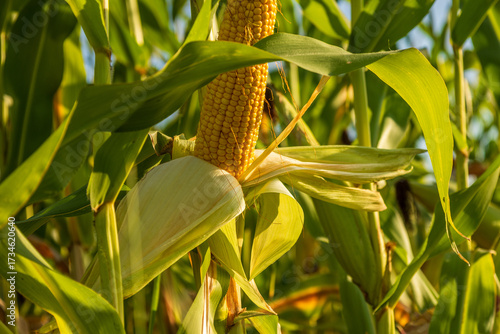 Corn plants stand tall in a vibrant field, showcasing ripe ears ready for harvest under the warm sun of late summer