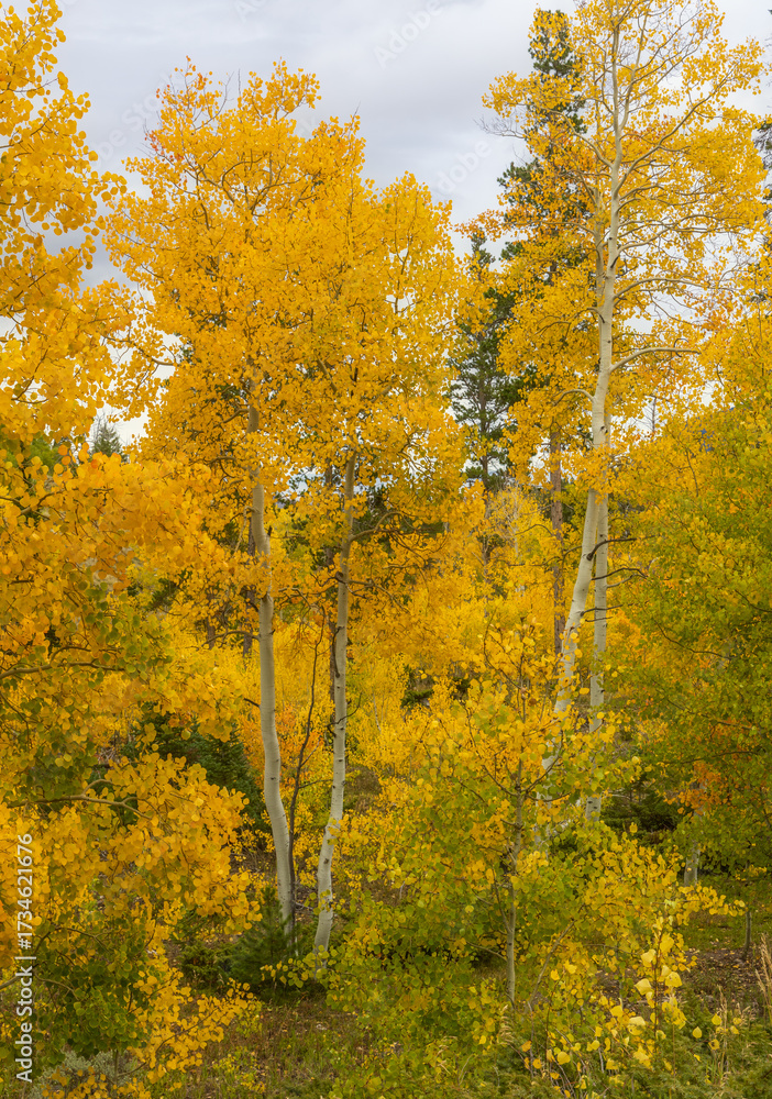 Fototapeta premium Autumn Foliage. Aspen Trees in Fall Colors in Medicine Bow National Forest, Wyoming