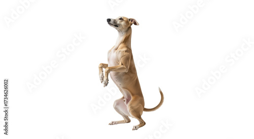 Cuadro en lienzo Isolated Italian Greyhound standing up on hind legs looking up in a studio shot,