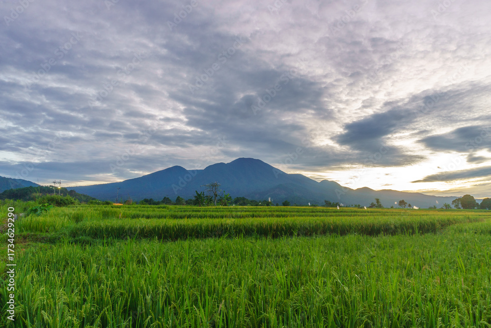 Fototapeta premium Beautiful morning view indonesia Panorama Landscape paddy fields with beauty color and sky natural light