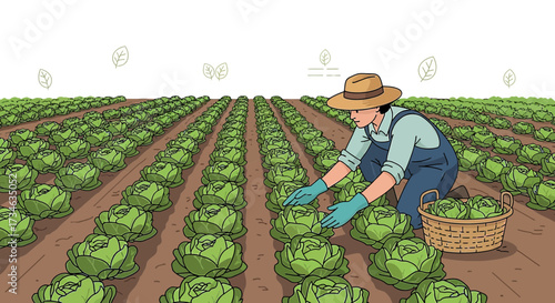 Illustration showcasing a farmer harvesting ripe cabbages in a vast agricultural field