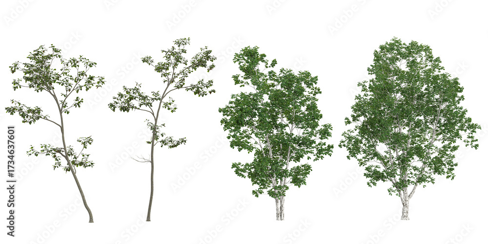 Obraz premium Collection of Alnus,Betula trees on transparent background