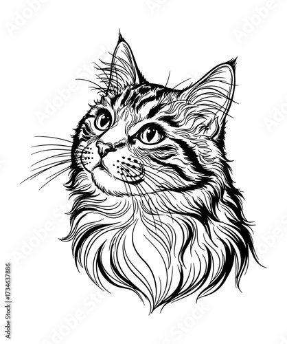 Detailed ink sketch portrait of a majestic fluffy maine coon cat looking upwards vector