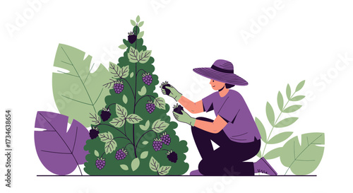 Woman harvesting fresh ripe blackberries in garden with a hat and gloves vector illustration