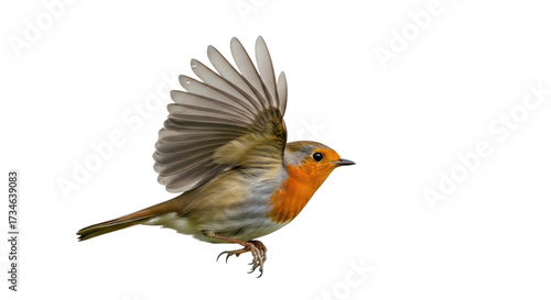 Foto Isolated European robin in mid-flight, flapping its wings ready for another hop,