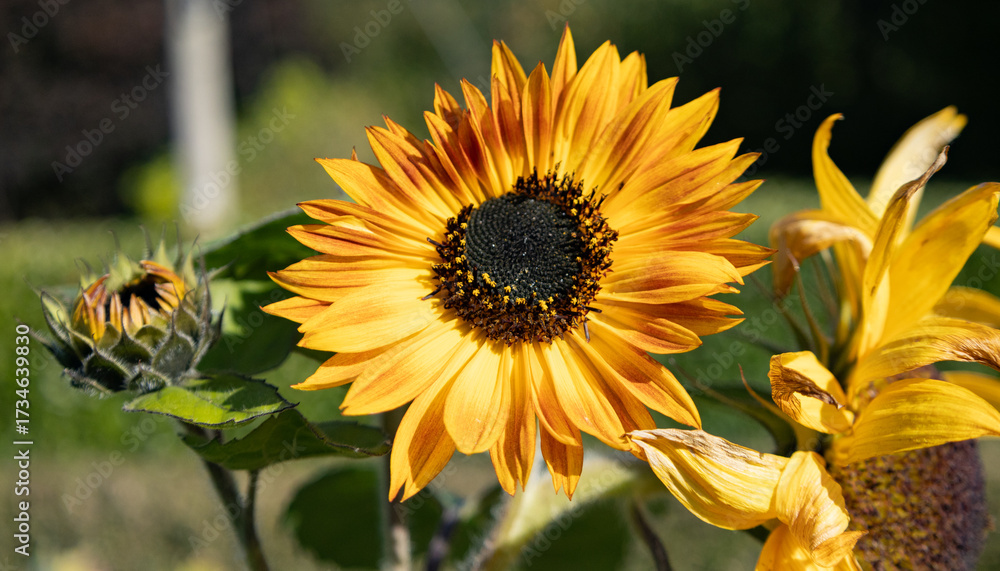 Obraz premium Sunfolowers