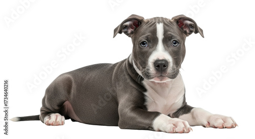 Isolated young blue American Staffordshire Terrier puppy resting, lying down, looking cute