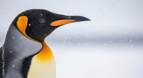 Wallpaper Mural Close-up portrait of a majestic king penguin with vibrant orange markings in its natural habitat Torontodigital.ca
