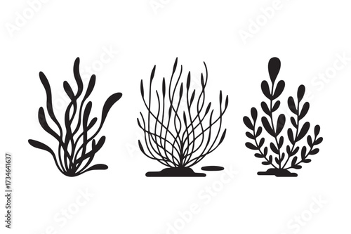 Three stylized black silhouette seaweed plants on white background