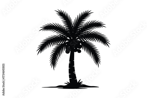 Silhouette of a tropical palm tree with coconuts