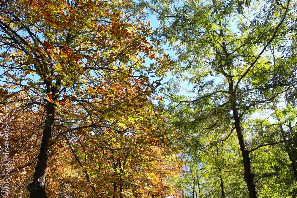 Fototapeta premium autumn landscape in the park, trees in autumn 