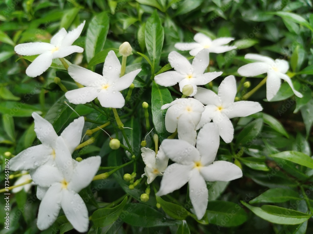 Fototapeta premium lily of the valley