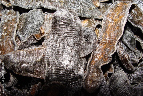 Obraz na plátně Hirudo nipponia, known as Sujil in Korean medicine, a leech species dried and used as a remedy for blood stasis, circulation, swelling, and pain