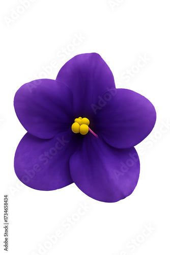 African Violet Bloom High quality Realistic image.