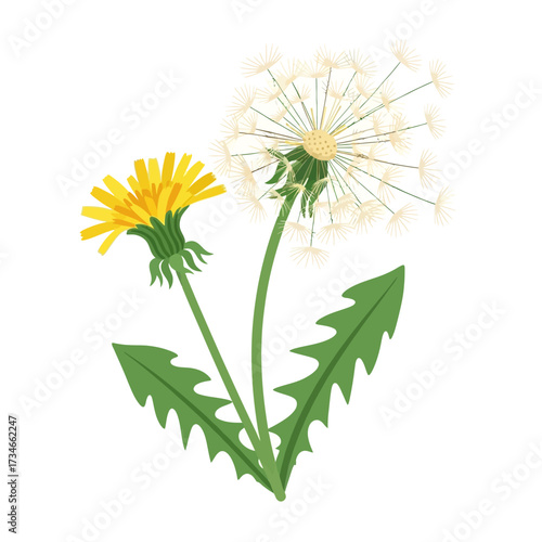 Botanical illustration of a dandelion plant showing its yellow flower and white seed head stages.