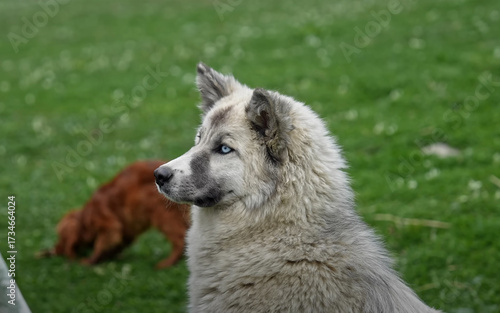 Adorable white fluffy dog looking sideways while standing on green grass in natural background
