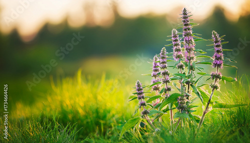 Close Up Of Motherwort Leonurus Cardiaca Medicinal Herb With Purple Flowers Blooming In Green Meadow
