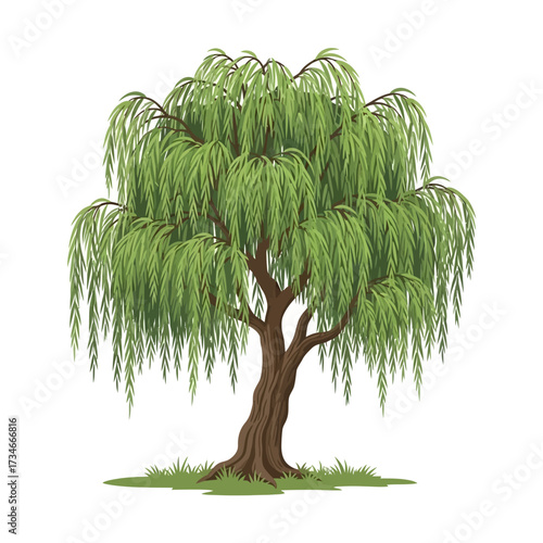 A vibrant vector illustration of a weeping willow tree with long, flowing green leaves and a sturdy trunk, isolated on a white background.