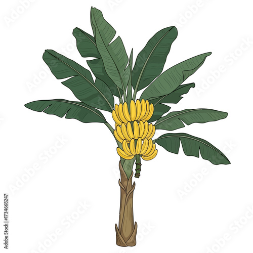 Vibrant illustration of a banana tree with large green leaves and multiple bunches of ripe yellow bananas.