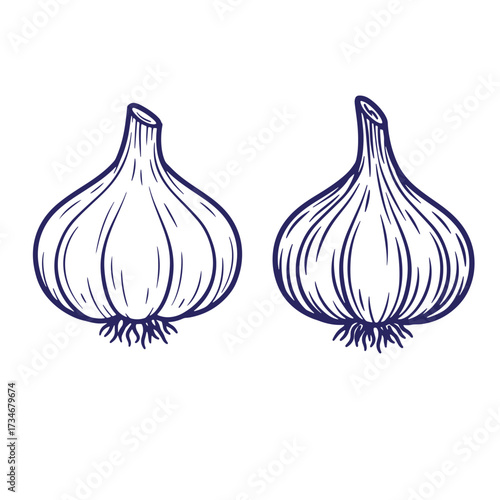 Two hand drawn vector illustrations of garlic bulbs isolated on white background